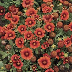 Arizona Red Shade, Gaillardia